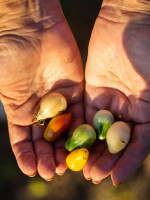 Agricultura regenerativa: una opción sostenible que aumenta productividad y reduce costos