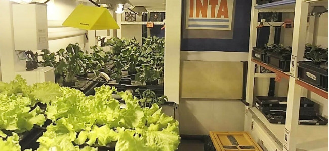 Germinaron los primeros plantines hortícolas en la Antártida Argentina