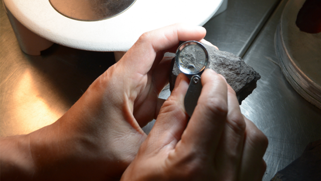 Hallan plantas fósiles de 242 millones de años en Mendoza