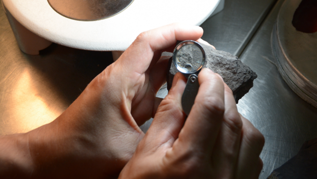 imagen Hallan plantas fósiles de 242 millones de años en Mendoza