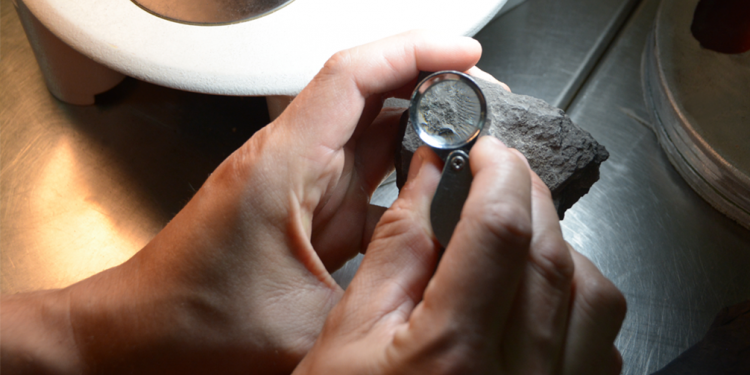 Hallan plantas fósiles de 242 millones de años en Mendoza