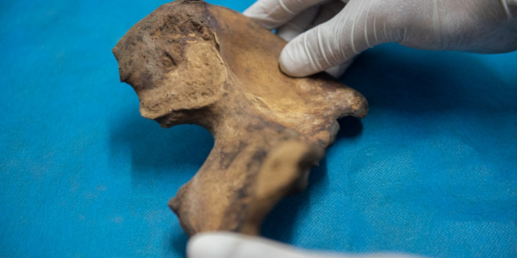 Taller pondrá la lupa en los métodos para relevar y estudiar restos humanos arqueológicos