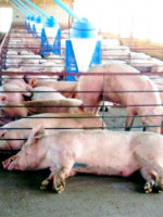 La producción porcina, el eventual acuerdo con China y el debate del modelo productivo
