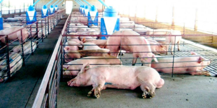 La producción porcina, el eventual acuerdo con China y el debate del modelo productivo