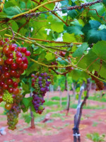 Lavalle, referente en vinos artesanales con identidad local