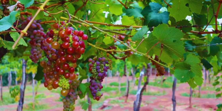 Lavalle, referente en vinos artesanales con identidad local