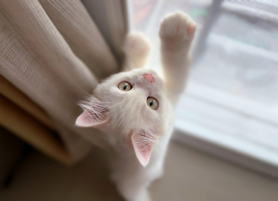 Entrenamiento felino: lanzan una diplomatura inédita en el país