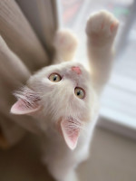 Entrenamiento felino: lanzan una diplomatura inédita en el país