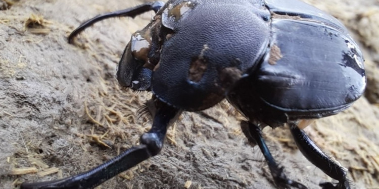 Amplían estudios sobre una especie de escarabajos clave para la ganadería sustentable. Comunicación telefónica con Andrés Gómez-Cifuentes, investigador del CONICET.
