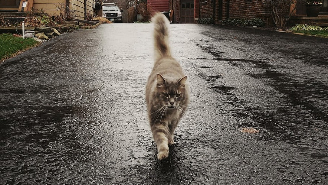 Día Internacional del Gato: otra ocasión para celebrar a una especie tan maravillosa como misteriosa