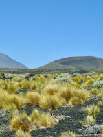 Casi el 10% de la tierra rural de Mendoza está en manos extranjeras 