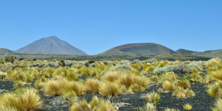 Casi el 10% de la tierra rural de Mendoza está en manos extranjeras 