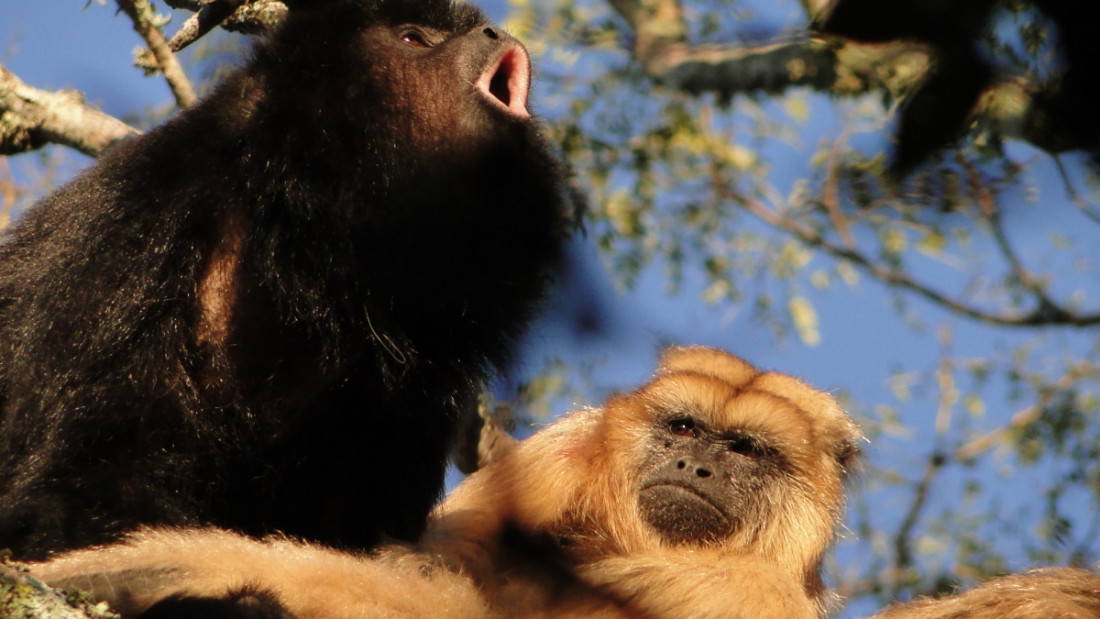 Según la ciencia, los primeros primates vivían en pareja