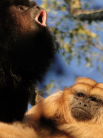 Según la ciencia, los primeros primates vivían en pareja