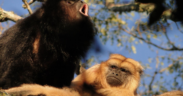 According to science, the first primates lived in pairs