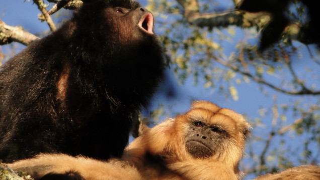 imagen Según la ciencia, los primeros primates vivían en pareja