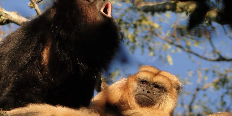 Según la ciencia, los primeros primates vivían en pareja