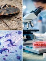 Pese a los avances en el control vectorial, la enfermedad de Chagas sigue siendo un desafío sanitario