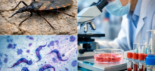 Pese a los avances en el control vectorial, la enfermedad de Chagas sigue siendo un desafío sanitario