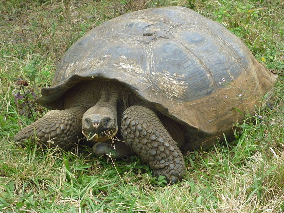 La batalla por preservar las tortugas en las Islas Galápagos