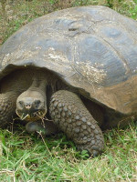 La batalla por preservar las tortugas en las Islas Galápagos