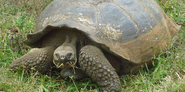 La batalla por preservar las tortugas en las Islas Galápagos