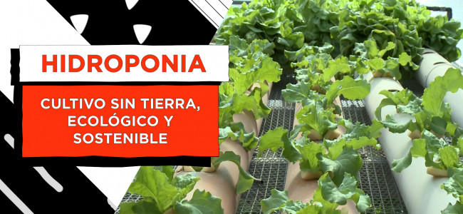 ¿Cómo armar una huerta hidropónica en casa?