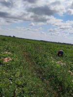 Familias productoras, una especie en extinción en el Cinturón Verde del Gran Mendoza