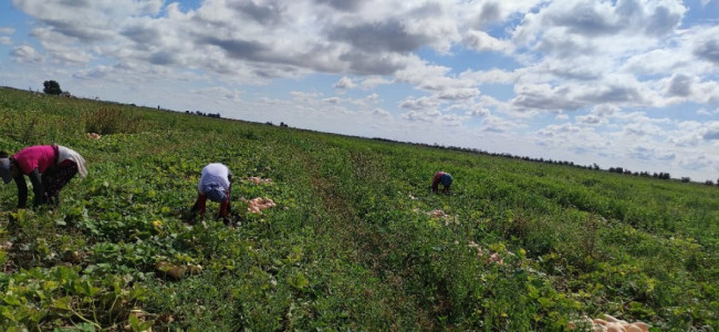 Familias productoras, una especie en extinción en el Cinturón Verde del Gran Mendoza