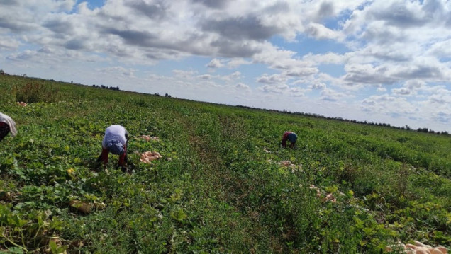 imagen Familias productoras, una especie en extinción en el Cinturón Verde del Gran Mendoza