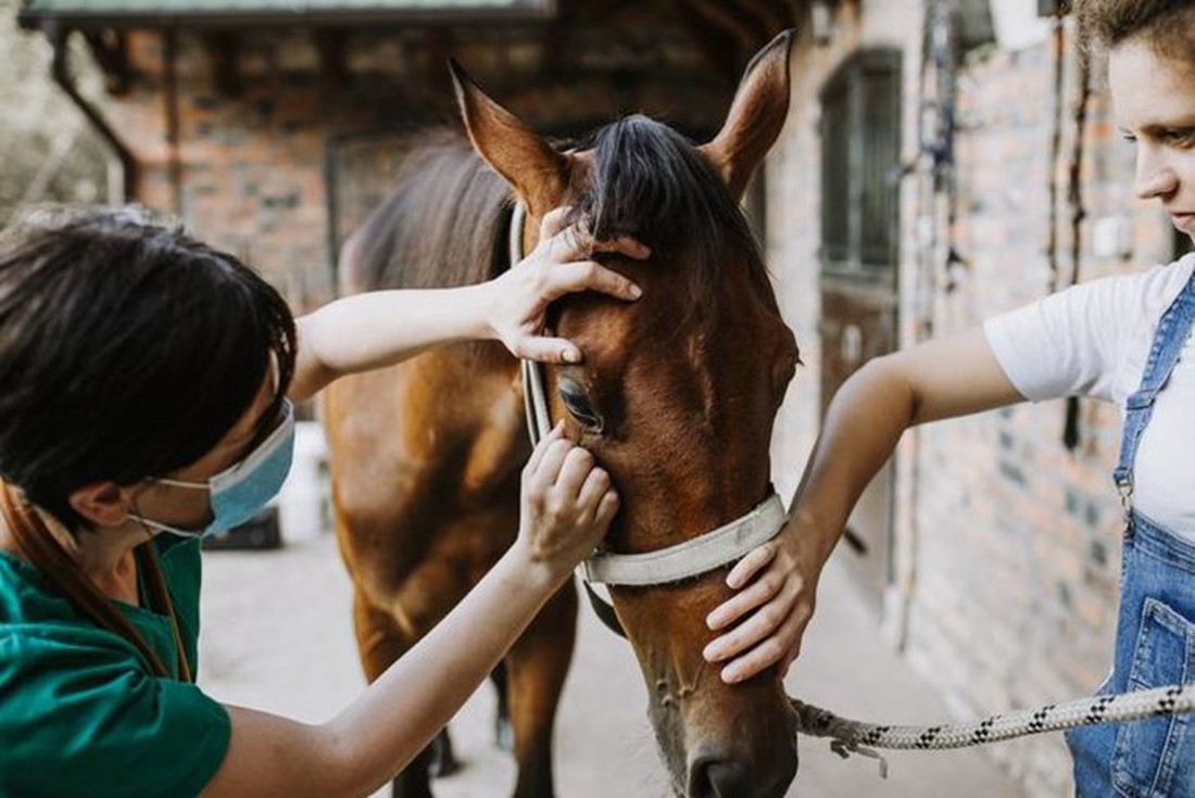 Alerta sanitaria por encefalomielitis equinas: ¿tenemos que preocuparnos?