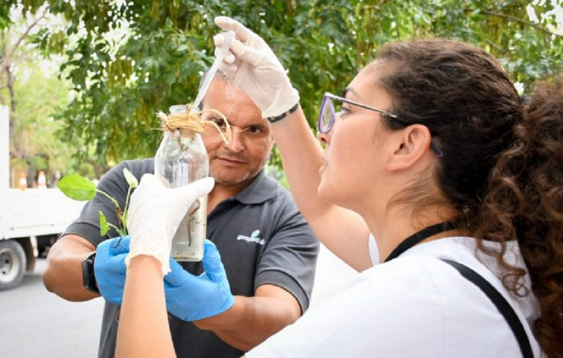 Mendoza registra 550 casos confirmados de dengue en lo que va del año