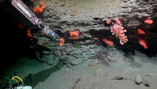 imagen El Conicet volverá a explorar las profundidades del Mar Argentino a bordo del Falkor