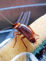 Identifican dos compuestos no tóxicos para humanos que repelen a las cucarachas