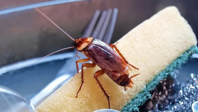 imagen Identifican dos compuestos no tóxicos para humanos que repelen a las cucarachas