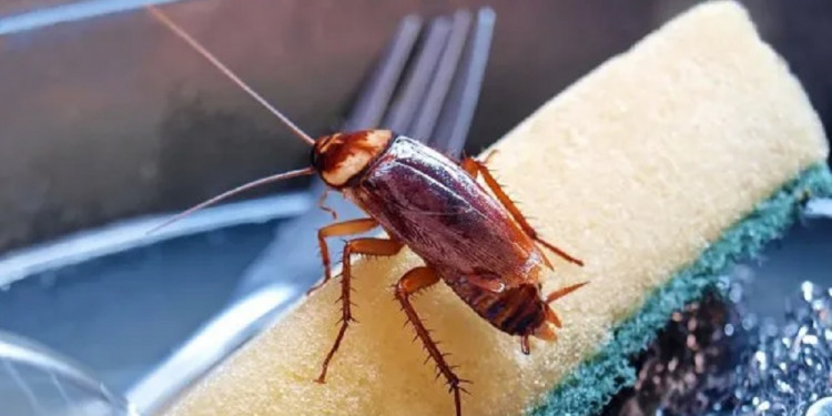 Identifican dos compuestos no tóxicos para humanos que repelen a las cucarachas