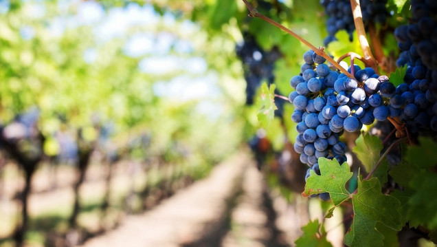 imagen Un equipo de investigación del Conicet decifró el genoma completo del Malbec