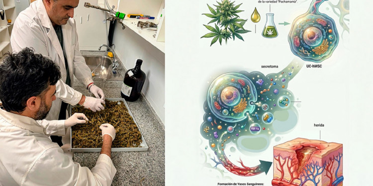 Aportes desde la ciencia al estudio del cannabis y sus derivados