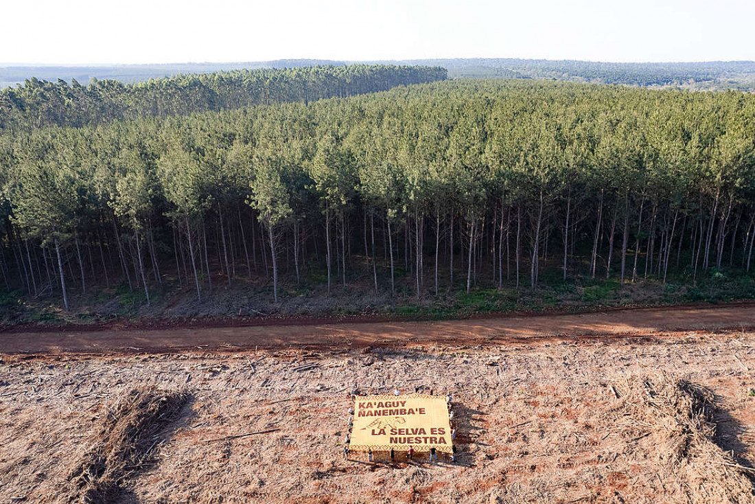 Greenpeace visibilizó el incremento del 21% de desmontes en el país