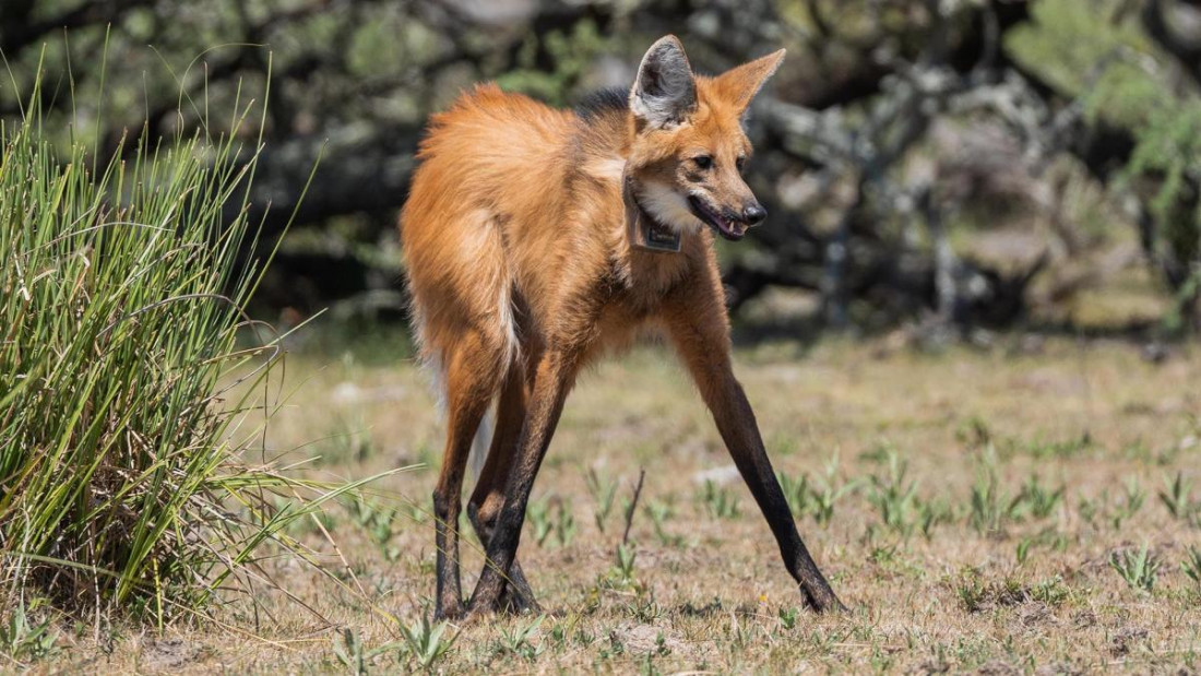 Cómo es el aguará guazú, la especie que fue avistada en La Pampa tras 200 años sin rastros