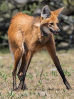 Cómo es el aguará guazú, la especie que fue avistada en La Pampa tras 200 años sin rastros