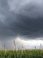 El Gobierno de Mendoza declaró el estado de emergencia y desastre agropecuario