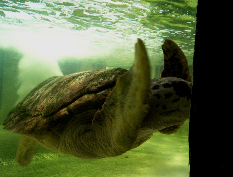 imagen El tortugo Jorge se quedará en el Acuario