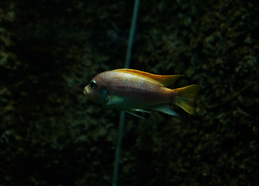 imagen El acuario de Mendoza es el más antiguo del país 