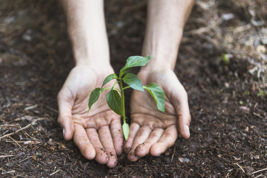 ¿Plantar más árboles es una estrategia eficiente contra el cambio climático?