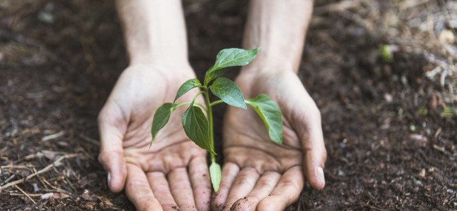 ¿Plantar más árboles es una estrategia eficiente contra el cambio climático?