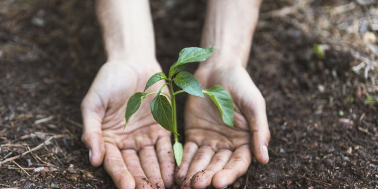 ¿Plantar más árboles es una estrategia eficiente contra el cambio climático?