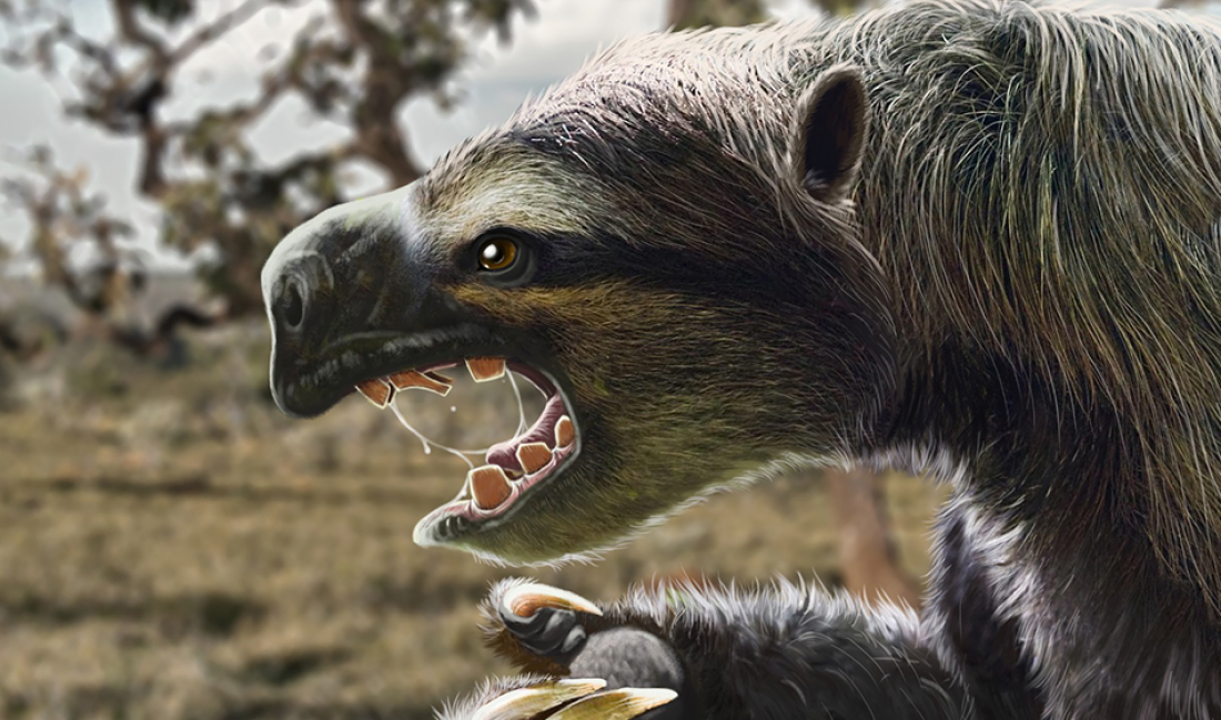 El hallazgo de un perezozo gigante resuelve un enigma de 200 años 