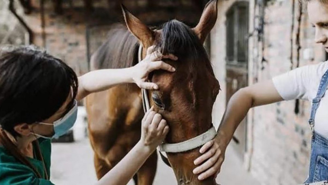 Establecen vacunación obligatoria contra encefalomielitis equina en todo el país