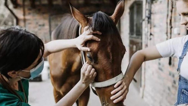 imagen Establecen vacunación obligatoria contra encefalomielitis equina en todo el país